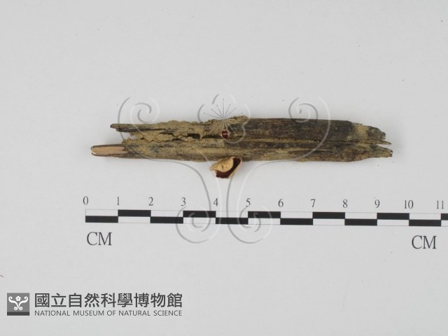 登錄號:F0007681藏品圖，第1張