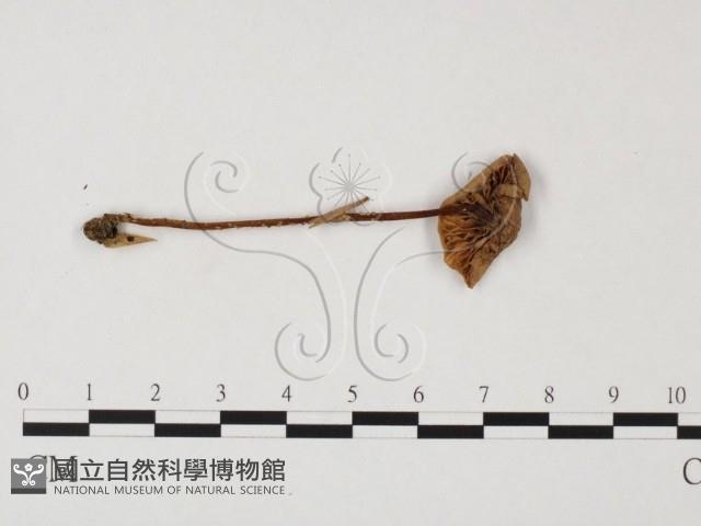 小菇屬藏品圖，第1張