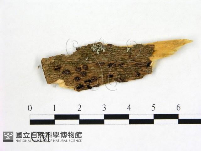 登錄號:F0005681藏品圖，第1張