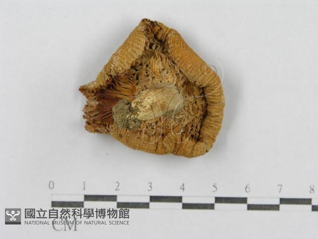 登錄號:F0009681藏品圖，第1張