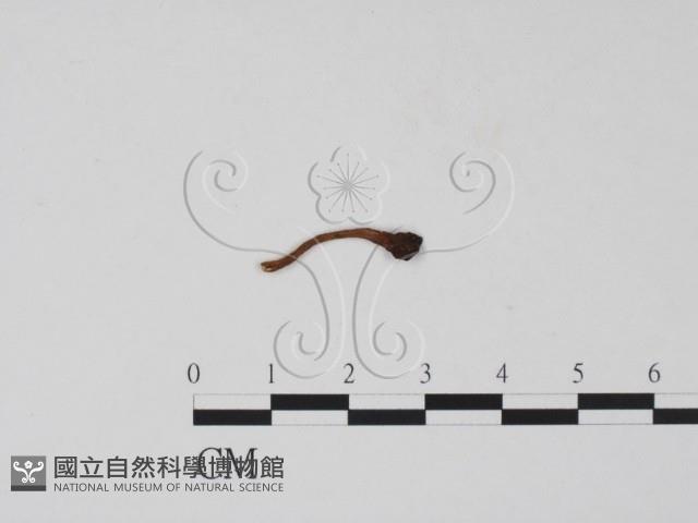登錄號:F0019681藏品圖，第1張