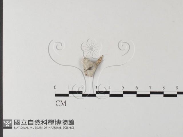裂褶菌藏品圖，第1張