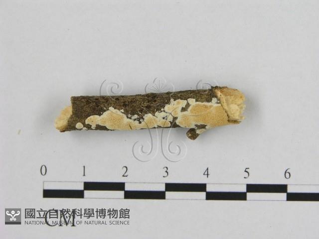登錄號:F0013681藏品圖，第1張