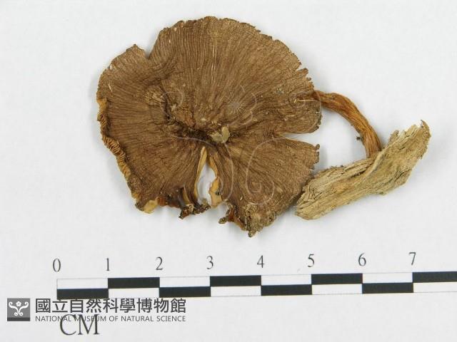 登錄號:F0008481藏品圖，第1張