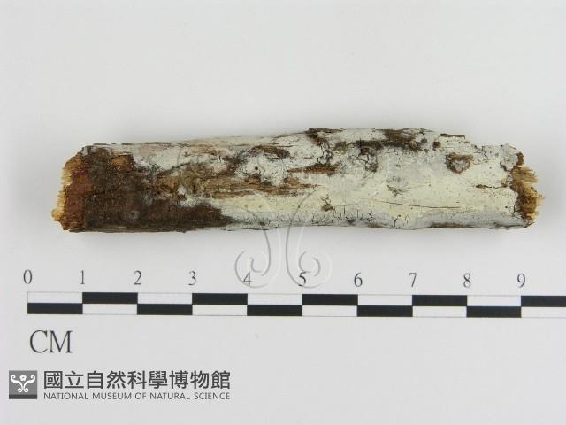 登錄號:F0000481藏品圖，第1張