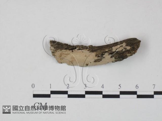 登錄號:F0010481藏品圖，第1張