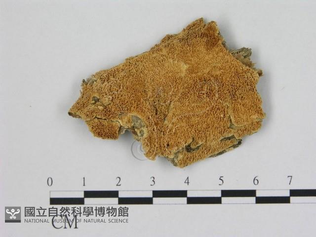 登錄號:F0006481藏品圖，第1張