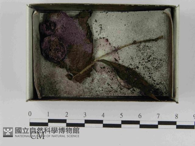 登錄號:F0021481藏品圖，第1張
