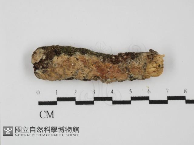 Accession Number:F0031481 Collection Image, Figure 1, Total 2 Figures