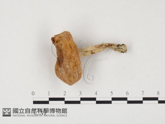 乳菇屬藏品圖，第1張