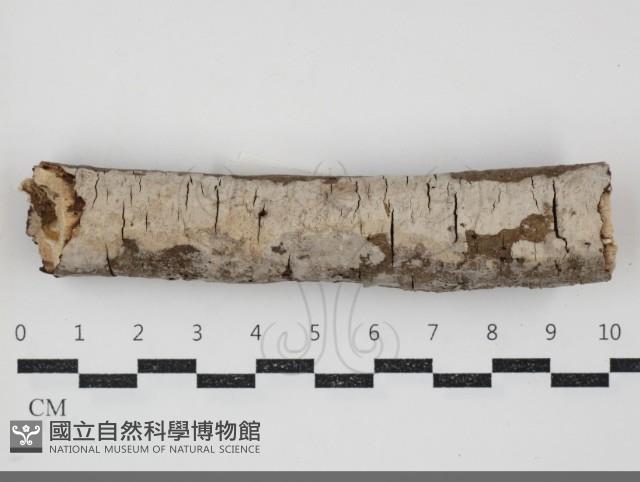 登錄號:F0034481藏品圖，第1張