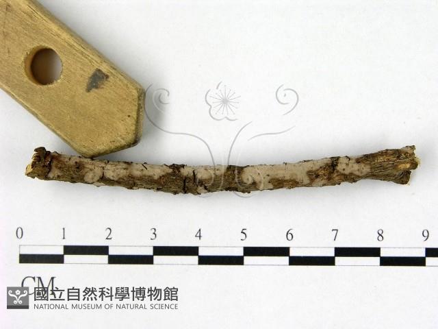 筍殼菌屬藏品圖，第1張