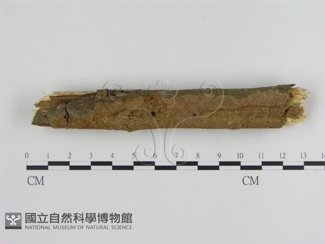 刺革菌屬藏品圖，第1張