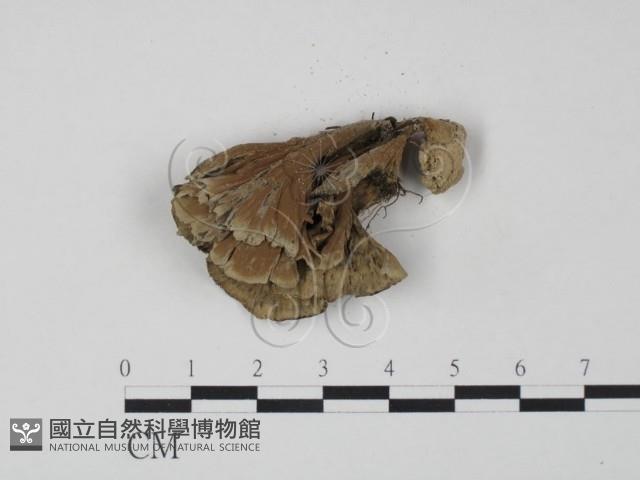 棕色革菌藏品圖，第1張