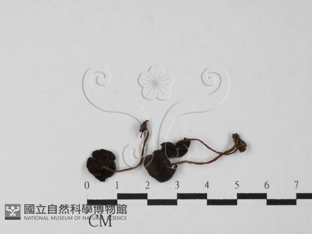 登錄號:F0027481藏品圖，第1張