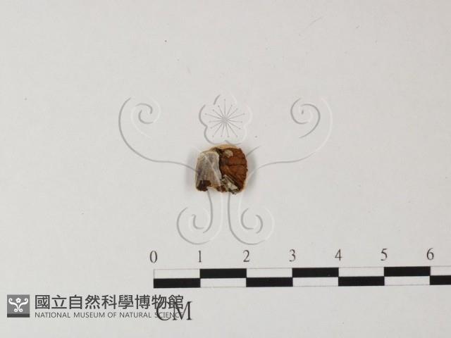 登錄號:F0007481藏品圖，第1張