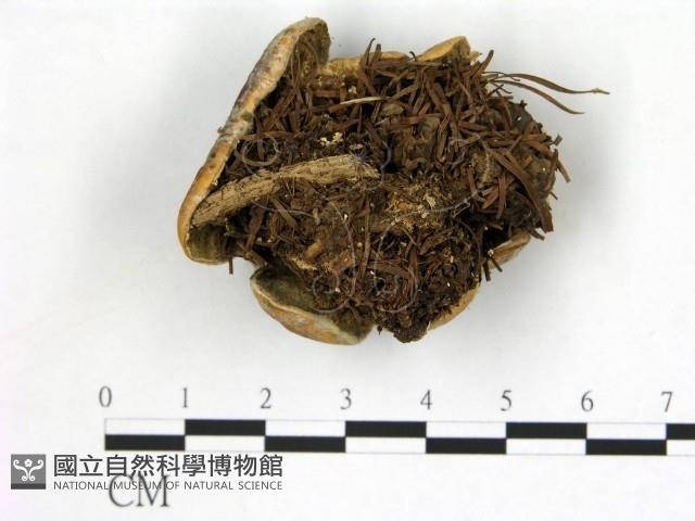 登錄號:F0017481藏品圖，第1張