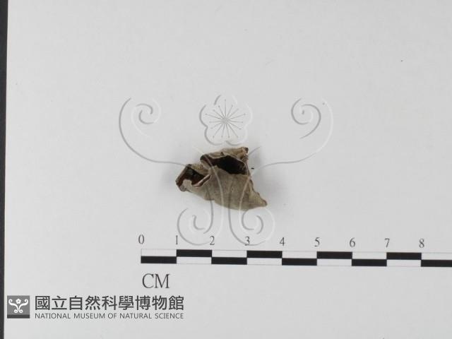毛木耳藏品圖，第1張