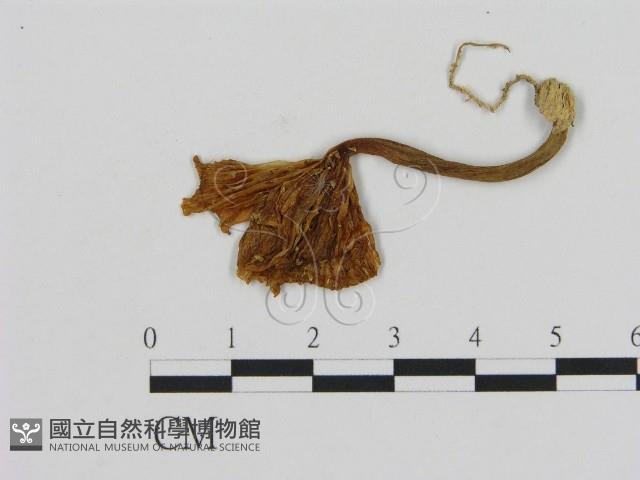 登錄號:F0005481藏品圖，第1張