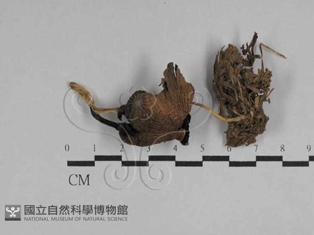 登錄號:F0029481藏品圖，第1張