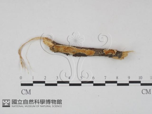 登錄號:F0009481藏品圖，第1張