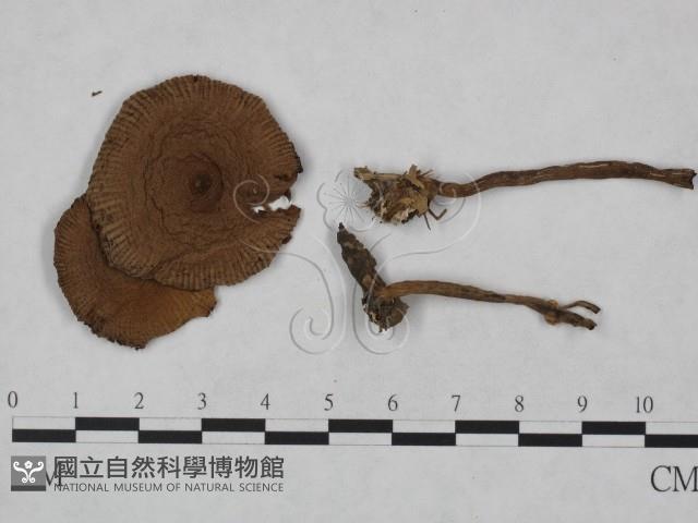 Accession Number:F0023481 Collection Image, Figure 1, Total 3 Figures