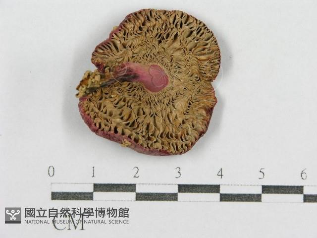 紅菇屬藏品圖，第1張