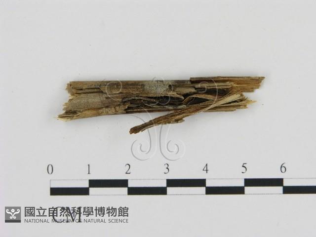 登錄號:F0013481藏品圖，第1張