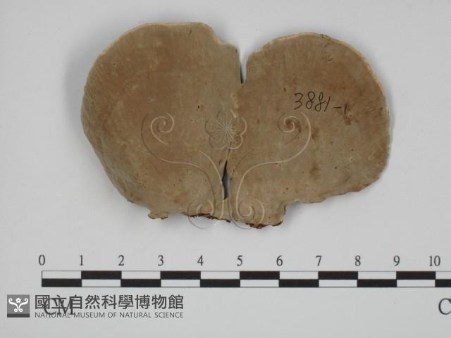 登錄號:F0018781藏品圖，第1張