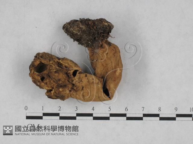 美味羊肚菌藏品圖，第1張