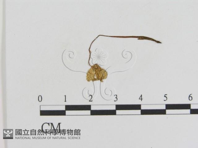 登錄號:F0010781藏品圖，第1張