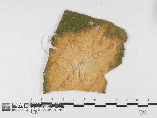 登錄號:F0026781藏品圖，第1張