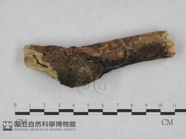 登錄號:F0021781藏品圖，第1張
