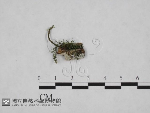 剛毛絲皮菌藏品圖，第1張