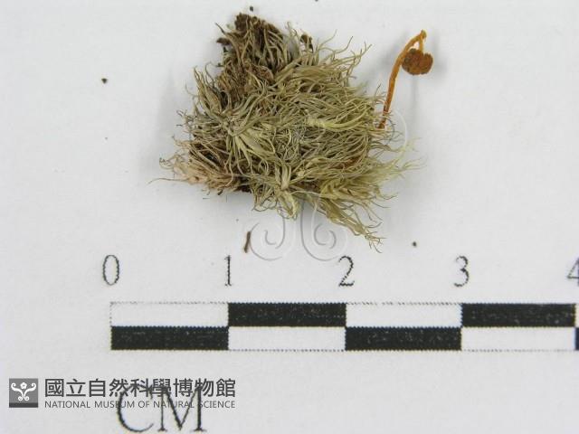 登錄號:F0004781藏品圖，第1張