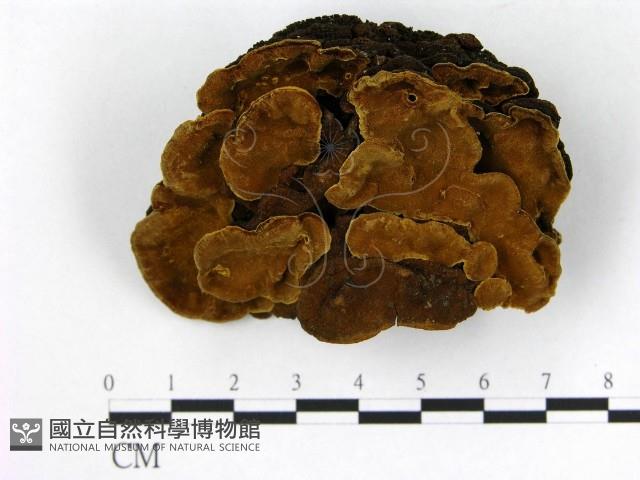 登錄號:F0014781藏品圖，第1張