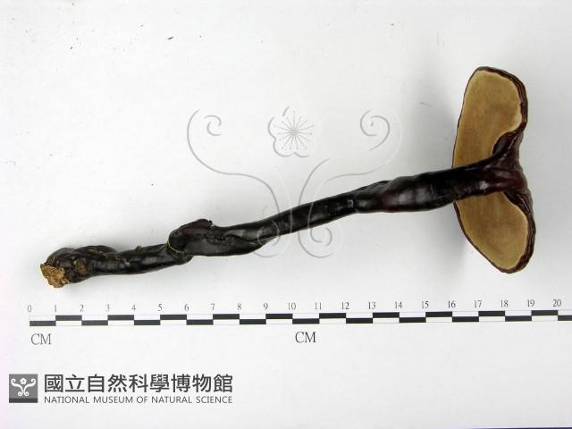 登錄號:F0022781藏品圖，第1張