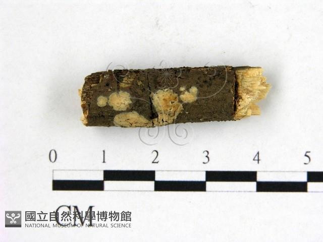 登錄號:F0002781藏品圖，第1張