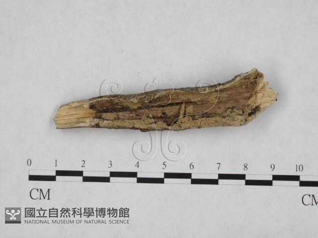 登錄號:F0012781藏品圖，第1張