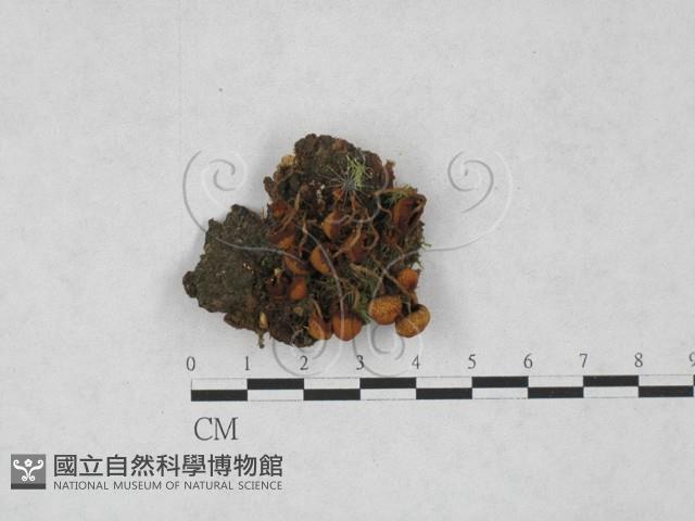 登錄號:F0027781藏品圖，第1張