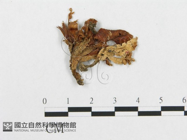登錄號:F0007781藏品圖，第1張