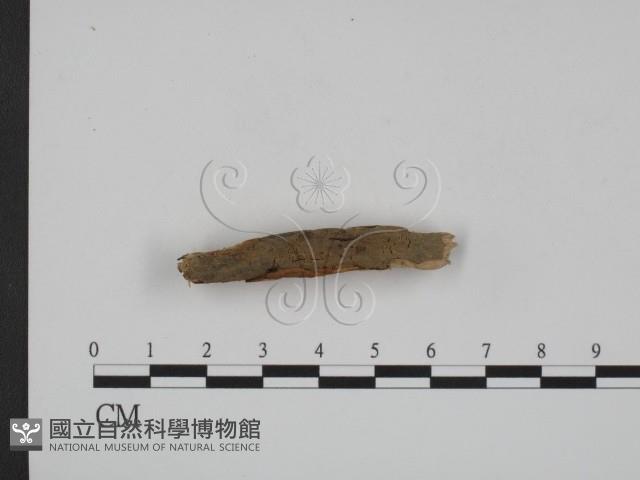登錄號:F0017781藏品圖，第1張