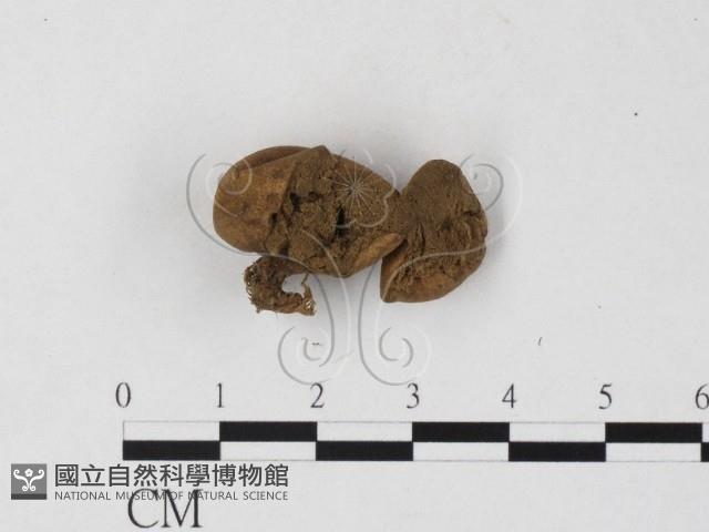 登錄號:F0025781藏品圖，第1張