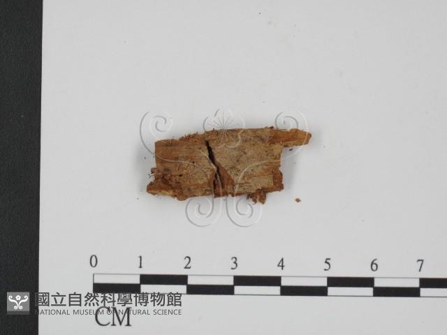 登錄號:F0015781藏品圖，第1張