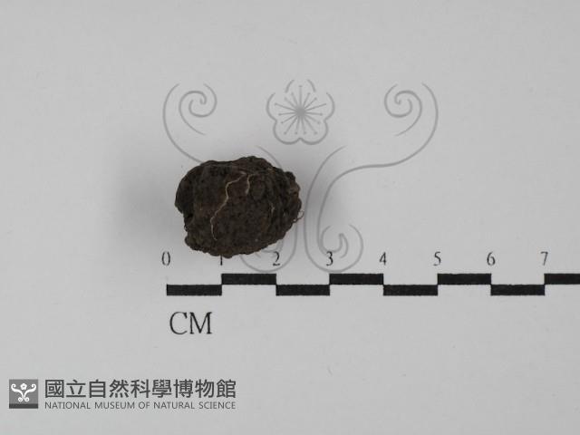 台灣塊菌藏品圖，第1張