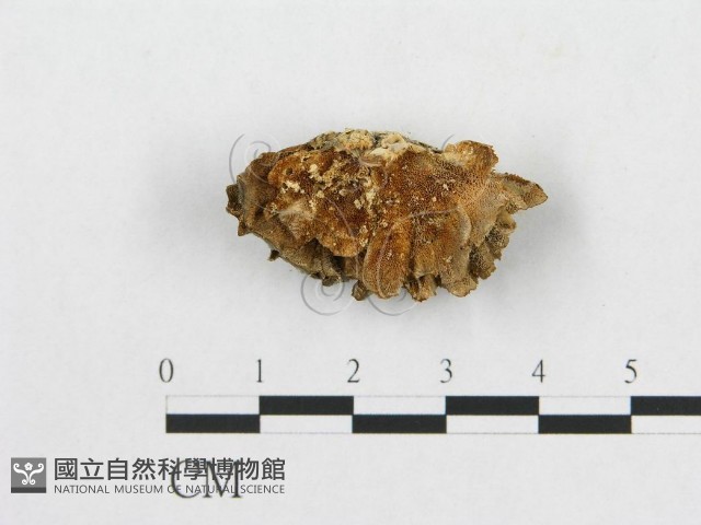登錄號:F0009781藏品圖，第1張
