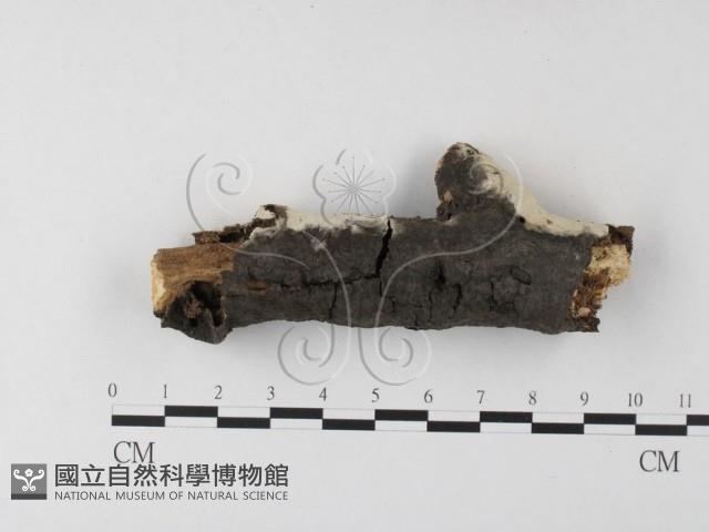 登錄號:F0023781藏品圖，第1張