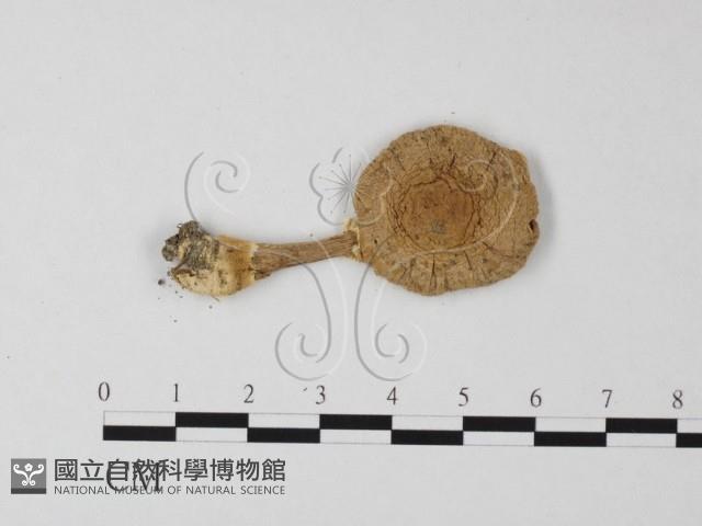 登錄號:F0003781藏品圖，第1張