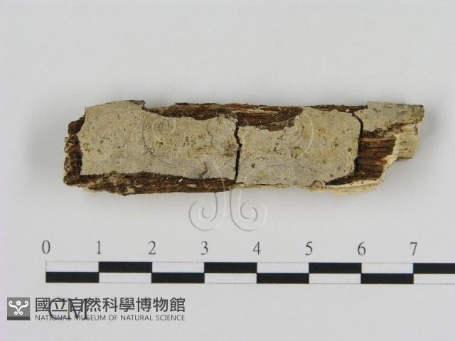 登錄號:F0013781藏品圖，第1張