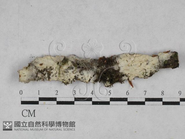 登錄號:F0028581藏品圖，第1張